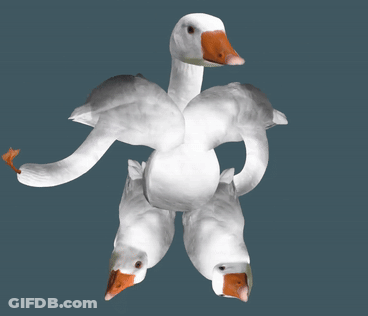 White Goose With Red Beak Surrounded By Geese GIF