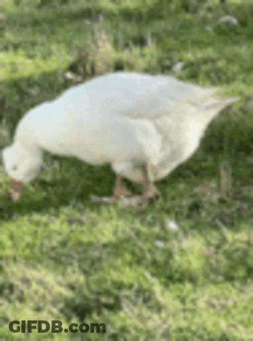 White Goose With Red Beak Walking In Grass GIF