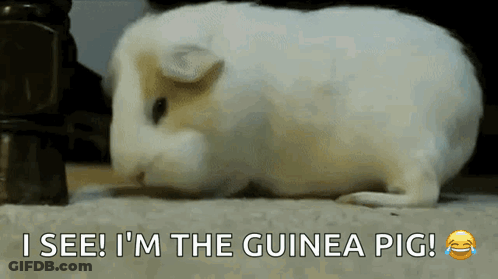 White Guinea Pig Laying On Floor Saying I See I'm The Guinea Pig GIF