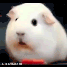 White Guinea Pig Looking At Camera Mouth Open GIF