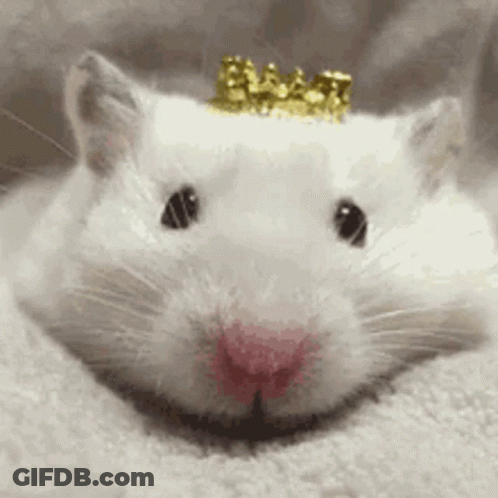 White Hamster Wearing Crown GIF