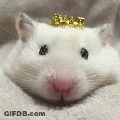 White Hamster With Gold Crown GIF