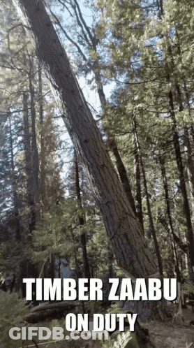 White Heart With Word Timber GIF