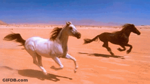 White Horse And Black Horse Running In Desert GIF