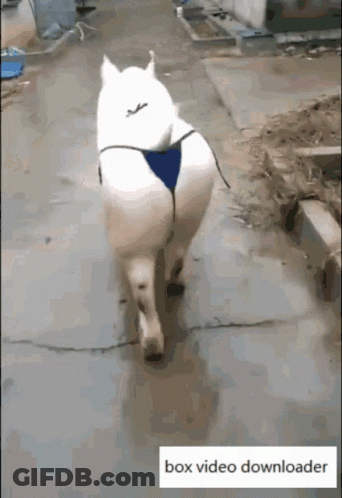 White Horse In Blue Bikini Walking Down Sidewalk GIF
