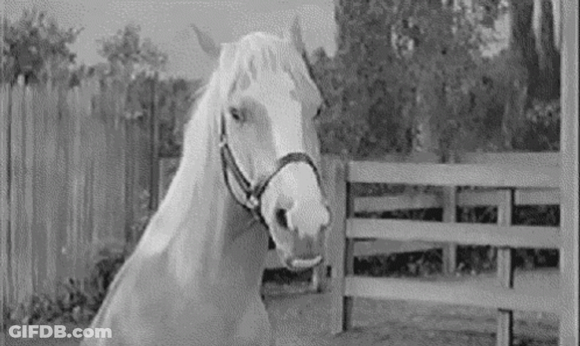 White Horse Neigh Continuously GIF