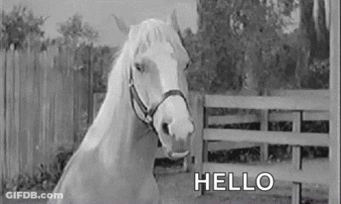 White Horse Standing By Fence GIF