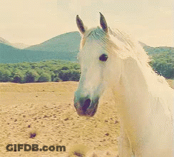 White Horse Standing In Field GIF
