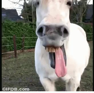 White Horse Sticking Tongue Out GIF