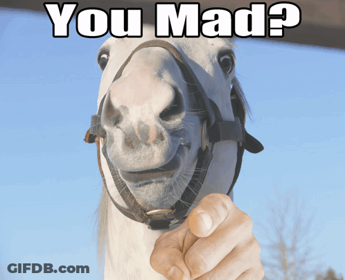 White Horse With Bridle And Hand Pointing Saying You Mad GIF