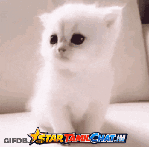White Kitten By Star Tamilchat.in Banner GIF