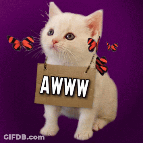 White Kitten Holding Cardboard Sign Saying Awww GIF