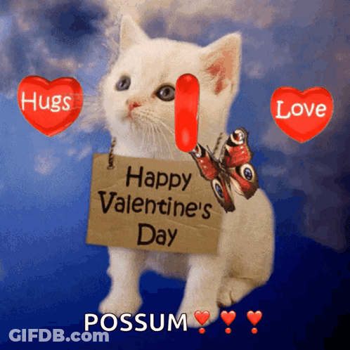 White Kitten Holding Happy Valentine's Day Sign GIF