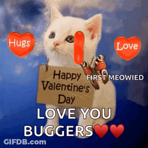 White Kitten Holding Love Valentine Sign GIF