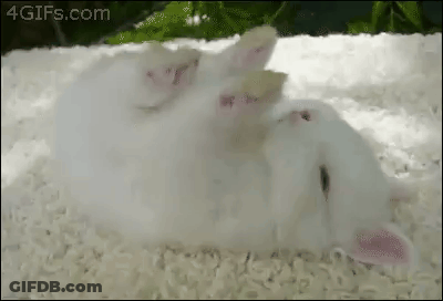 White Kitten Lying On Back GIF