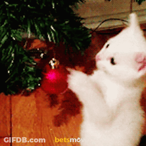 White Kitten Playing With Red Christmas Ornament GIF