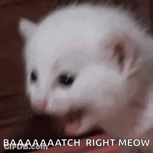 White Kitten Saying Baaaaaatch Right Meow GIF
