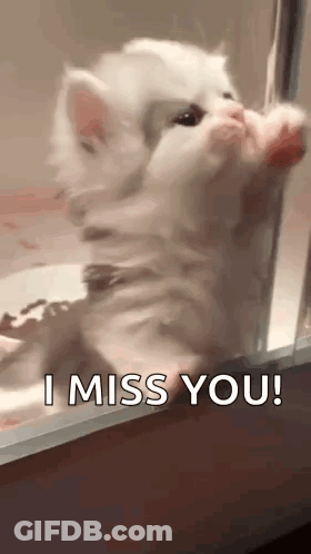 White Kitten Saying I Miss You GIF