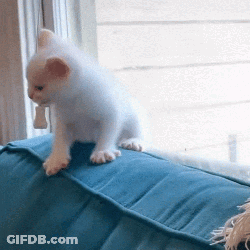 White Kitten Sitting On Blue Pillow GIF