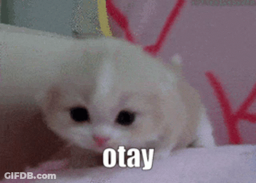 White Kitten Sitting On Pink Blanket GIF