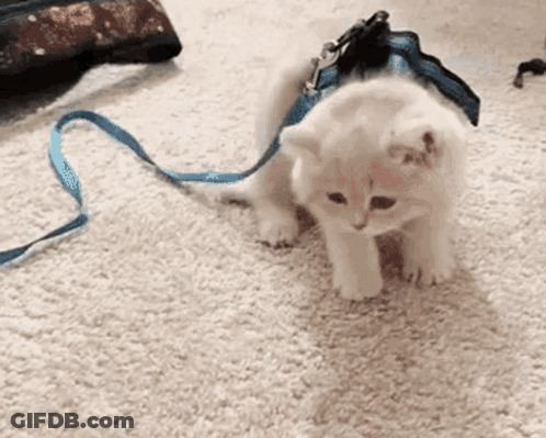 White Kitten Walking In Blue Leash GIF