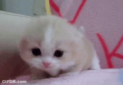 White Kitten Walking On Pink Blanket GIF