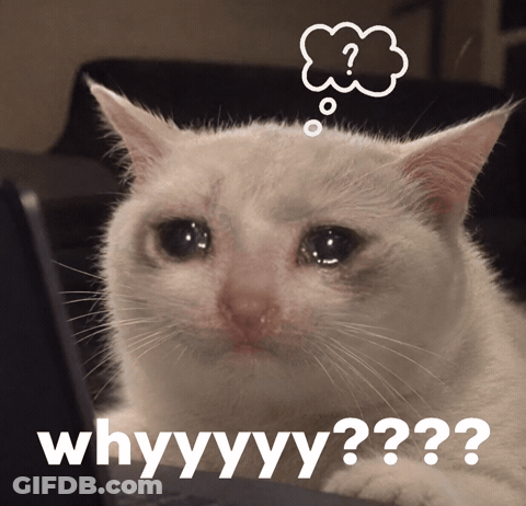 White Kitten With Mouth Open Sitting On Table GIF