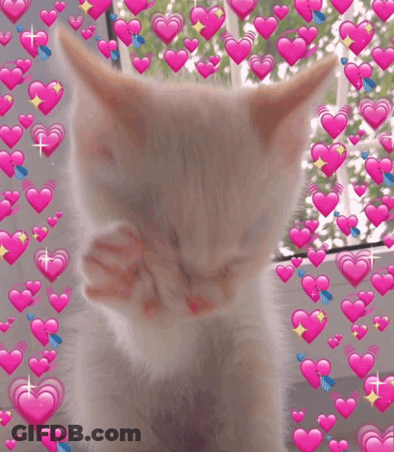 White Kitten With Pink Hearts GIF
