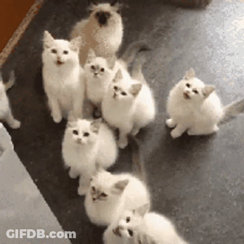 White Kittens Standing In A Row GIF