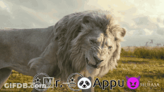 White Lion In Grassy Field With Appu Mufasa GIF