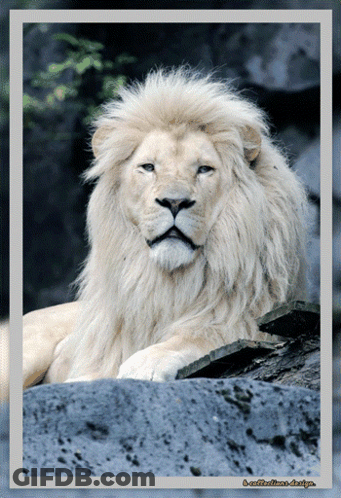 White Lion Saying S-Collection-Design GIF