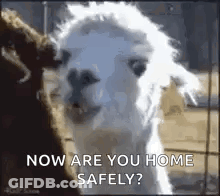 White Llama Next To Brown Llama GIF