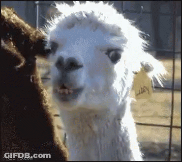 White Llama With Libby Tag GIF