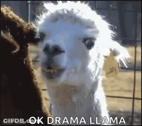 White Llamas In Fenced Area GIF