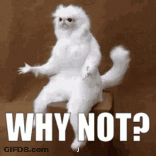 White Monkey Funny Face GIF