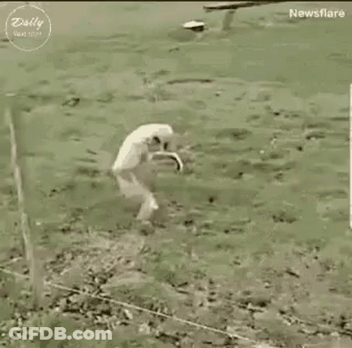 White Monkey Sneaking Running Sideways GIF