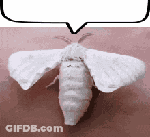 White Moth Sitting On Pink Surface With Speech Bubble GIF