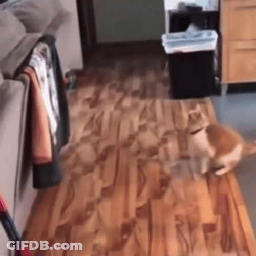 White Orange Cat Fail His First Jump GIF