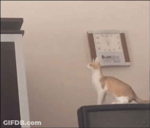 White Orange Cat Fail To Jump GIF