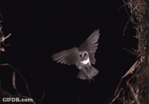 White Owl Flying Through Dark Sky GIF