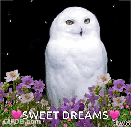 White Owl In Purple Flowers Saying Sweet Dreams GIF