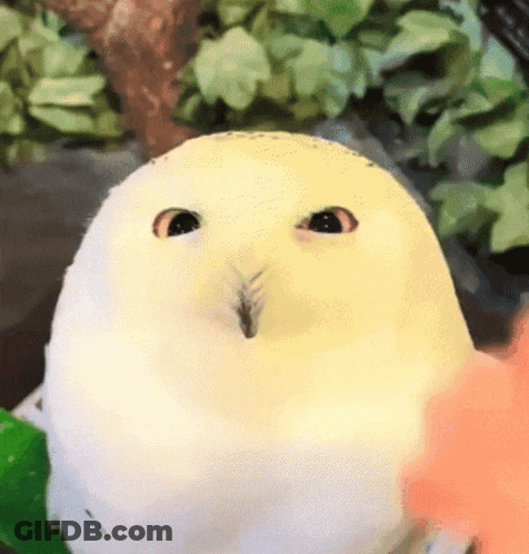 White Owl Looking At Camera GIF