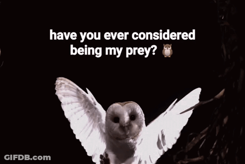 White Owl Wings Outstretched Have You Ever Considered Being My Prey GIF