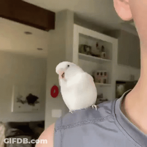 White Parrot Doing Wiggle Movement GIF