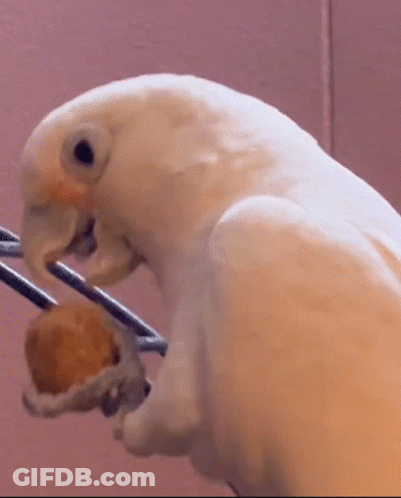 White Parrot Eating Donut GIF