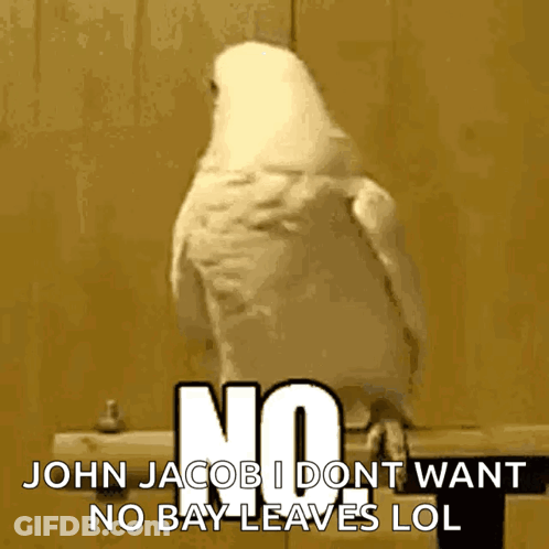 White Parrot John Jacob I Don't Want No Bay Leaves LOL GIF