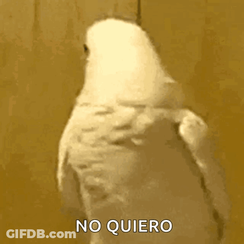 White Parrot Saying No Quiero GIF