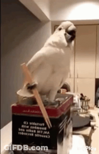 White Parrot Sitting On Box With Chopsticks GIF