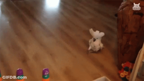 White Parrot Standing In Front Of Stacking Cups ABC D GIF