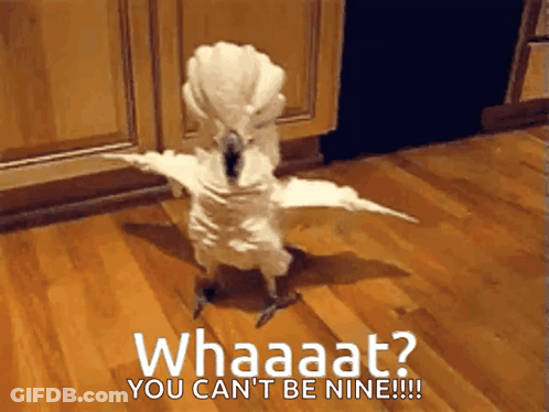 White Parrot Standing On Floor Saying Whaaat You Can't Be Nine GIF